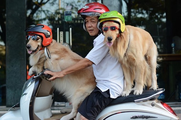 แฟชั่นน้องหมา น้องแมวใส่หมวกกันน็อค ที่ใครเห็นก็ต้องยิ้ม : ) - แฟชั่นสัตว์เลี้ยง - คนรักสัตว์ - หมวกกันน็อค - น่ารัก - สัตว์เลี้ยง - แฟชั่นผู้หญิง - แฟชั่นผู้ชาย - เทรนด์ใหม่ - แฟชั่น