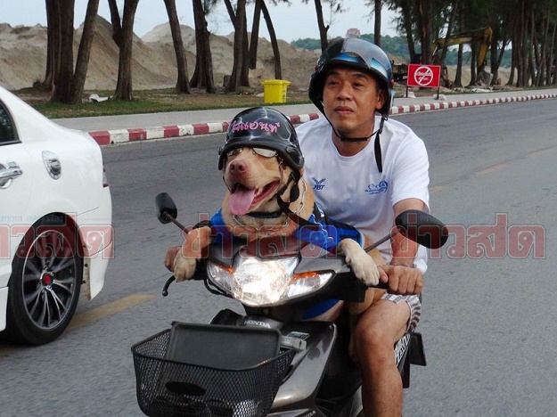แฟชั่นน้องหมา น้องแมวใส่หมวกกันน็อค ที่ใครเห็นก็ต้องยิ้ม : ) - แฟชั่นสัตว์เลี้ยง - คนรักสัตว์ - หมวกกันน็อค - น่ารัก - สัตว์เลี้ยง - แฟชั่นผู้หญิง - แฟชั่นผู้ชาย - เทรนด์ใหม่ - แฟชั่น