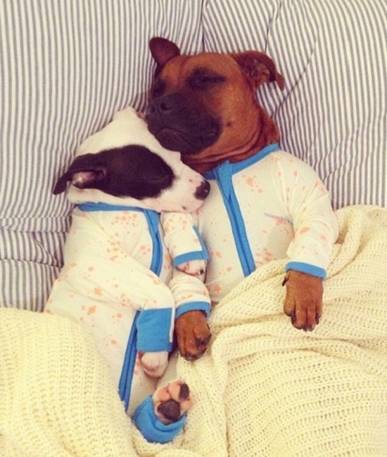 น่ารักน่ากอด!! 22 ภาพ น้องหมาในชุดนอน ที่รอเจ้านายมาหลับด้วยกัน - เทรนด์ใหม่ - แฟชั่นสัตว์เลี้ยง