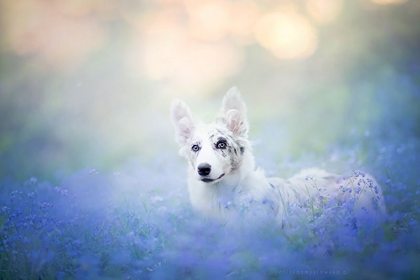 ศิลปินโปแลนด์ถ่ายภาพเจ้า Kiara สุนัขที่มีความงดงามราวกับ “พระเอกนิยาย” - แฟชั่นสัตว์เลี้ยง - น้องหมา - แฟชั่นน้องหมา