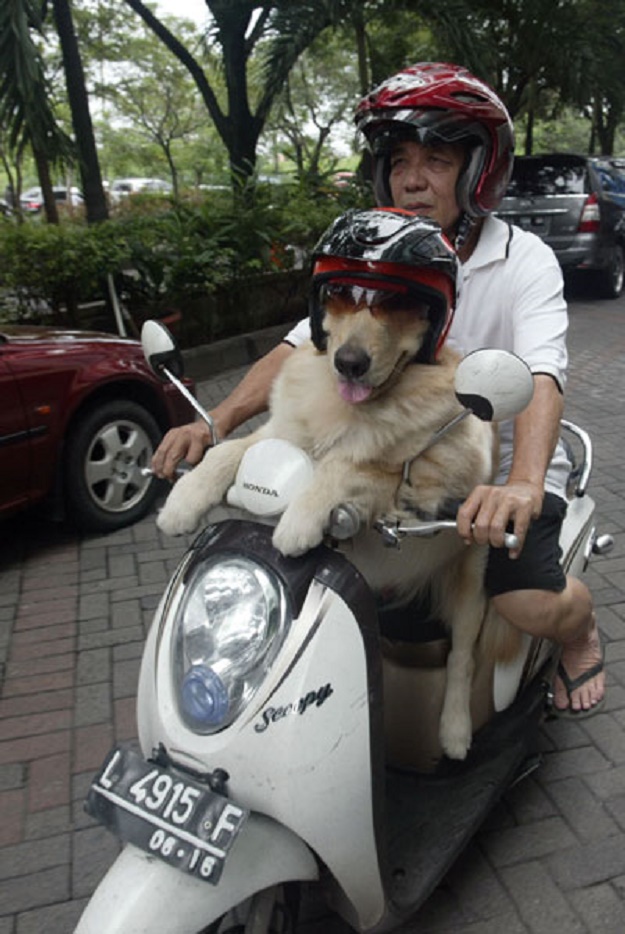 แฟชั่นน้องหมา น้องแมวใส่หมวกกันน็อค ที่ใครเห็นก็ต้องยิ้ม : ) - แฟชั่นสัตว์เลี้ยง - คนรักสัตว์ - หมวกกันน็อค - น่ารัก - สัตว์เลี้ยง - แฟชั่นผู้หญิง - แฟชั่นผู้ชาย - เทรนด์ใหม่ - แฟชั่น
