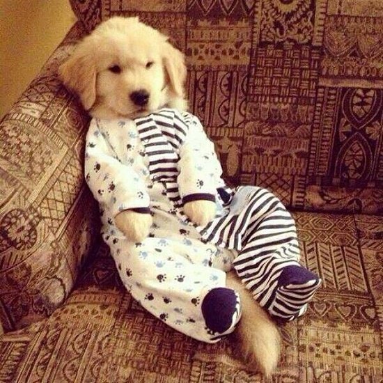 น่ารักน่ากอด!! ภาพน้องหมาในชุดนอน