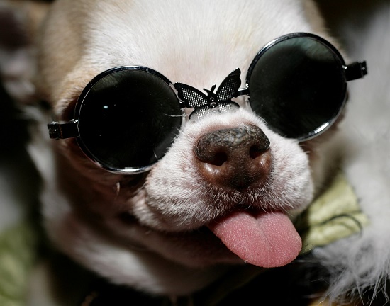 dog with glasses - แฟชั่นสัตว์เลี้ยง - น้องหมา - แว่น - แฟชั่นน้องหมา - แว่นเท่ๆ