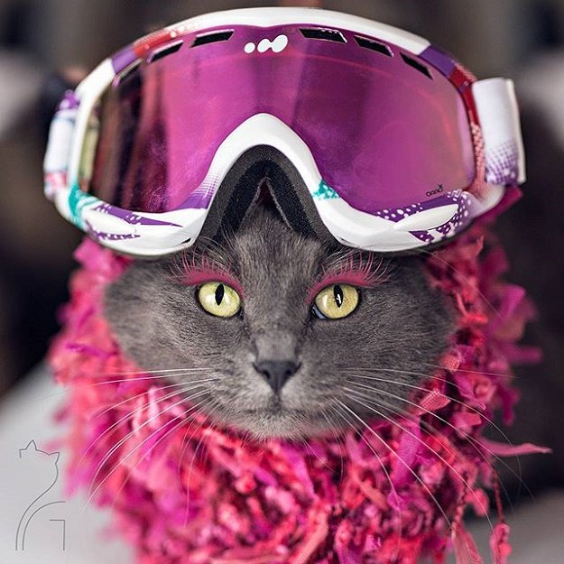 " Cat Fashion Diva" ตัวแม่แห่งวงการแมวเหมียว ><