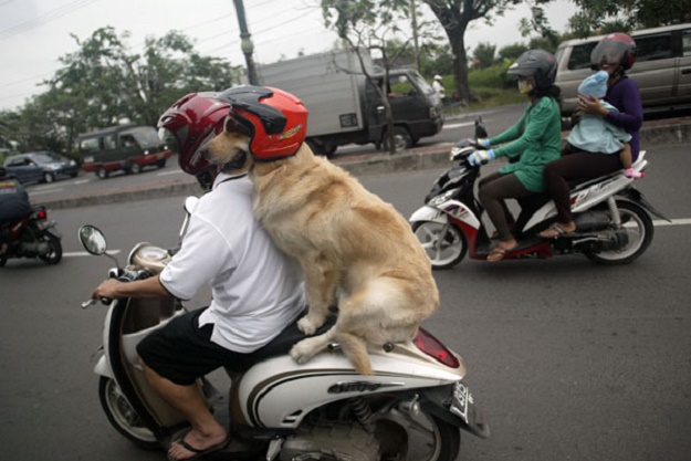 แฟชั่นน้องหมา น้องแมวใส่หมวกกันน็อค ที่ใครเห็นก็ต้องยิ้ม : ) - แฟชั่นสัตว์เลี้ยง - คนรักสัตว์ - หมวกกันน็อค - น่ารัก - สัตว์เลี้ยง - แฟชั่นผู้หญิง - แฟชั่นผู้ชาย - เทรนด์ใหม่ - แฟชั่น