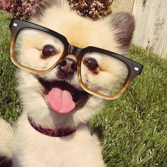 dog with glasses - แฟชั่นสัตว์เลี้ยง - น้องหมา - แว่น - แฟชั่นน้องหมา - แว่นเท่ๆ