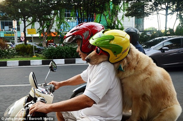 แฟชั่นน้องหมา น้องแมวใส่หมวกกันน็อค ที่ใครเห็นก็ต้องยิ้ม : ) - แฟชั่นสัตว์เลี้ยง - คนรักสัตว์ - หมวกกันน็อค - น่ารัก - สัตว์เลี้ยง - แฟชั่นผู้หญิง - แฟชั่นผู้ชาย - เทรนด์ใหม่ - แฟชั่น