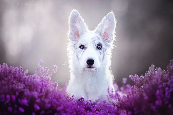 ศิลปินโปแลนด์ถ่ายภาพเจ้า Kiara สุนัขที่มีความงดงามราวกับ “พระเอกนิยาย” - แฟชั่นสัตว์เลี้ยง - น้องหมา - แฟชั่นน้องหมา