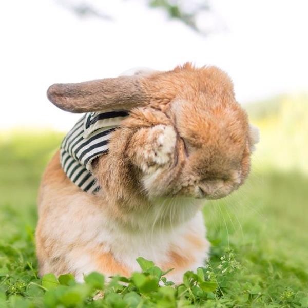 PuiPui กระต่ายแฟชั่นนิสต้าตัวน้อย - Pet - สัตว์เลี้ยง