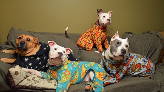 น่ารักน่ากอด!! 22 ภาพ น้องหมาในชุดนอน ที่รอเจ้านายมาหลับด้วยกัน - เทรนด์ใหม่ - แฟชั่นสัตว์เลี้ยง