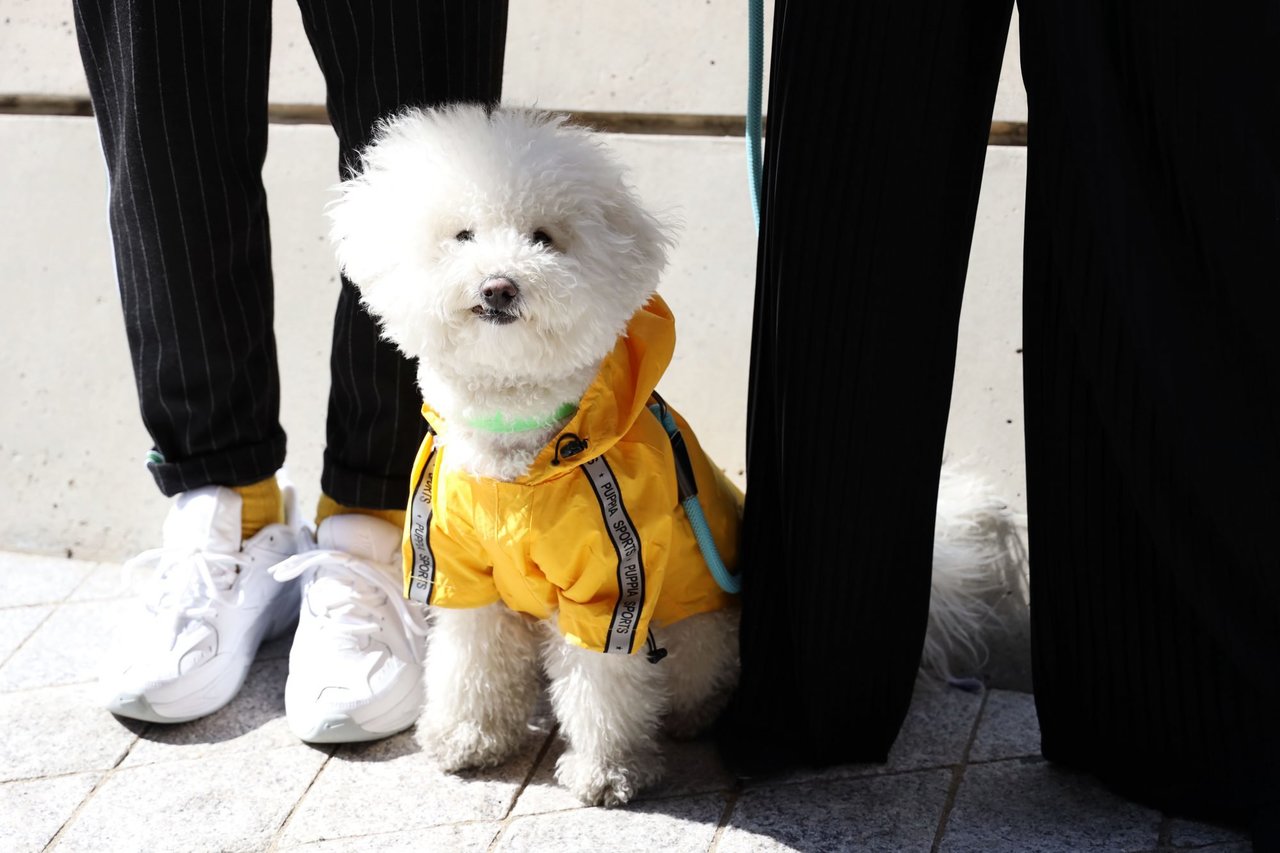 12 Dog Sweaters That Have Human Counterparts So You Can Match Your Pet