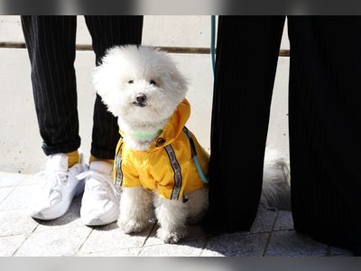 12 Dog Sweaters That Have Human Counterparts So You Can Match Your Pet